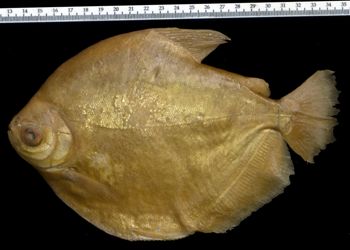 Media type: image; Ichthyology 19138